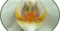 Zondag 19 augustus 10.00-17.00 uur: kennismakingsworkshop Flowering het hart ovaal