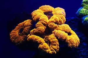 koraal-4
