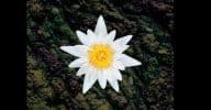 Yoyo’s boek ‘Bloeien in de Bagger’ lotus-cut-breed