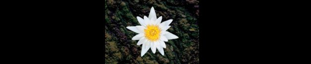 Yoyo’s boek ‘Bloeien in de Bagger’ lotus-cut-breed
