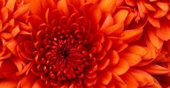 Vr. 13 september 20.00 uur: start Flowering-traject voor Bewustwording, Zelfontplooiing en Levenskunst oranje chrysant