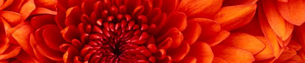 21 Juni: inschrijving najaarstraject Flowering cyclus 1 nu geopend oranje chrysant