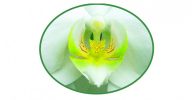 7 T/m 8 maart: Review chakra 4 exclusief voor Flowers bloesemhart groen