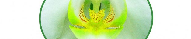 7 T/m 8 maart: Review chakra 4 exclusief voor Flowers bloesemhart groen