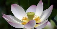Di. 8 okt. 20.00 uur: Start ‘Bloeien in de Bagger’ – online traject voor Levenskunst: lotus