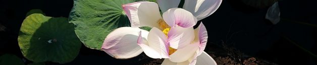 Za/zo 29 feb. /1 mrt.: Zzzzz… workshop: Winterslaap of wakker worden? ontluikende lotus